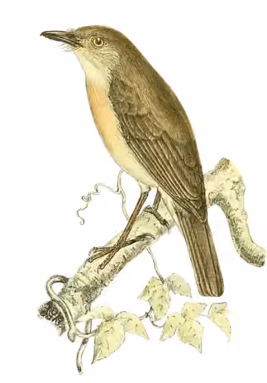 Ilustrasi Newtonia brunneicauda