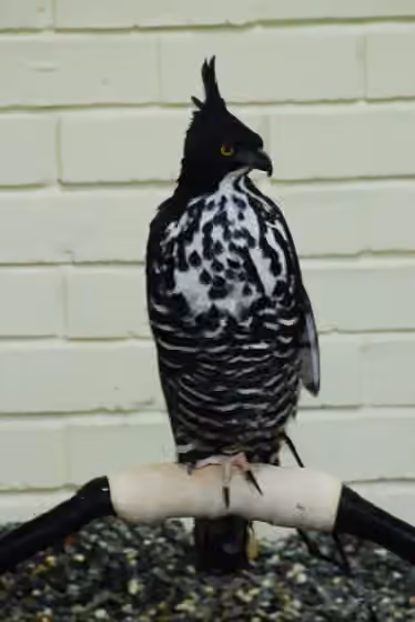 Dokumentasi Nisaetus alboniger