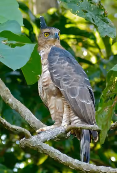 Dokumentasi Nisaetus nanus