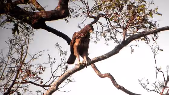 Dokumentasi Nisaetus philippensis