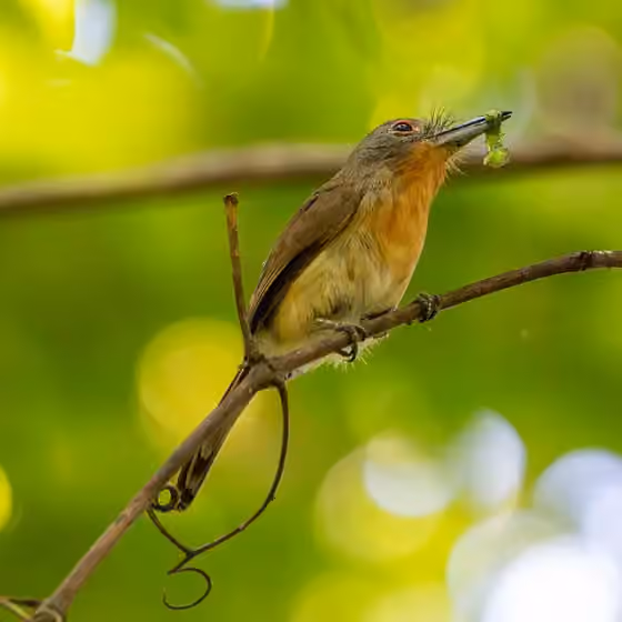 Dokumentasi Nonnula frontalis