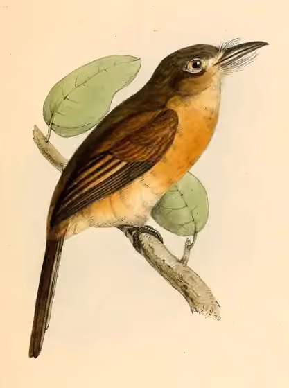 Ilustrasi Nonnula rubecula