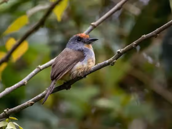 Dokumentasi Nonnula ruficapilla