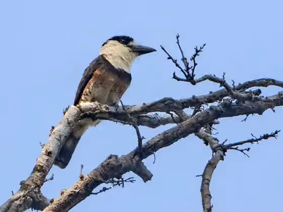 Dokumentasi Notharchus ordii