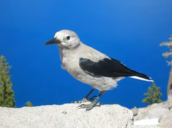 Dokumentasi Nucifraga columbiana