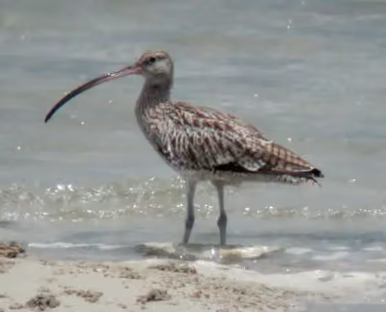 Dokumentasi Numenius madagascariensis