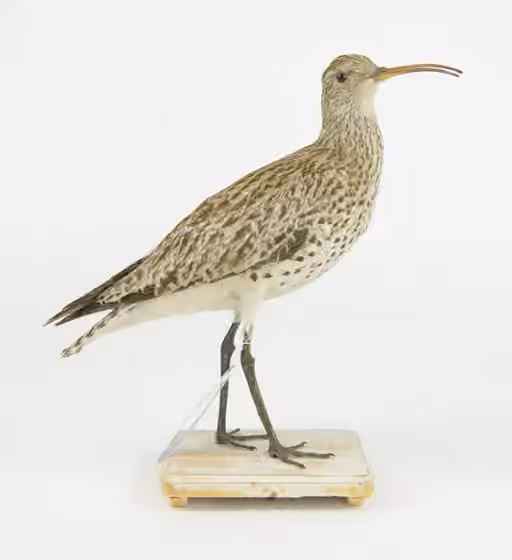 Spesimen museum Numenius tenuirostris