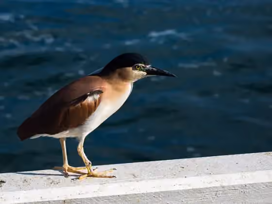 Dokumentasi Nycticorax caledonicus