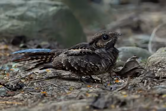 Dokumentasi Nyctidromus albicollis
