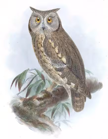 Ilustrasi Otus brucei
