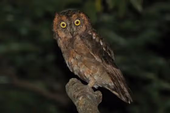 Dokumentasi Otus elegans