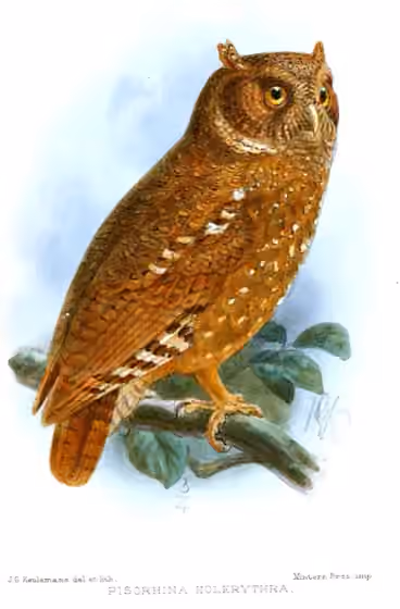 Ilustrasi Otus icterorhynchus