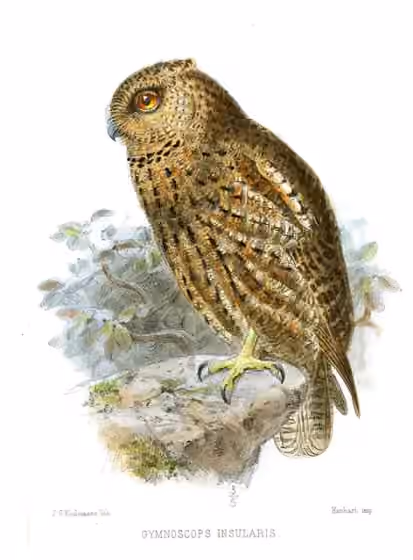 Ilustrasi Otus insularis
