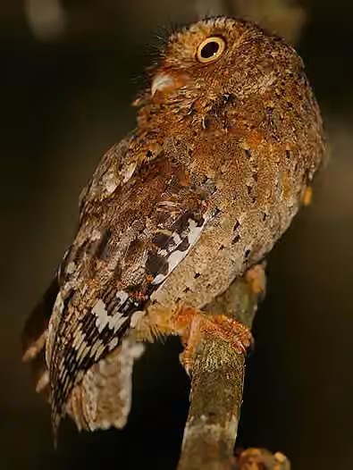 Dokumentasi Otus ireneae