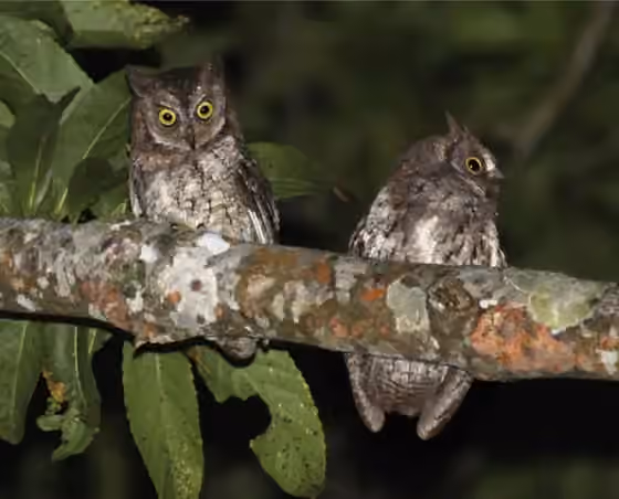Dokumentasi Otus jolandae