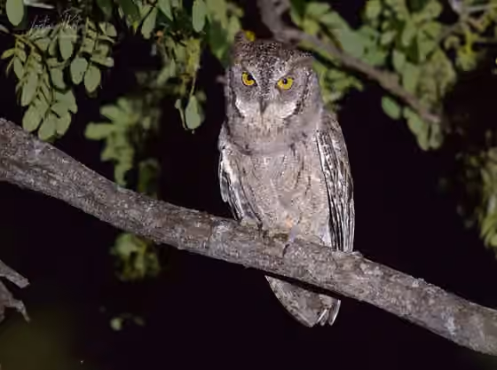 Dokumentasi Otus mantananensis
