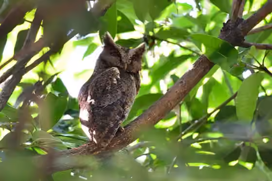 Dokumentasi Otus megalotis