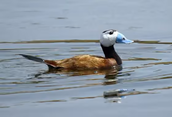 Dokumentasi Oxyura leucocephala