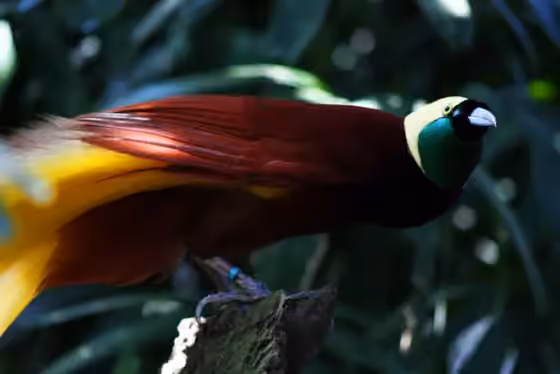 Dokumentasi Paradisaea apoda