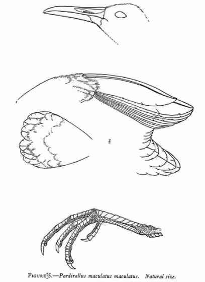 Ilustrasi Pardirallus maculatus