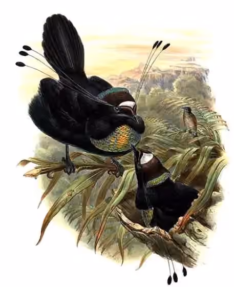 Ilustrasi dokumenter Parotia sefilata pada pelat dengan beberapa figur burung