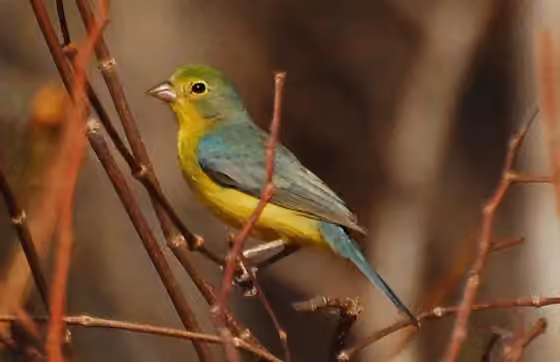 Dokumentasi Passerina leclancherii