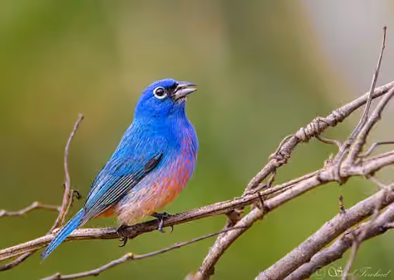 Dokumentasi Passerina rositae