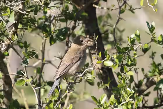 Dokumentasi Passerina versicolor