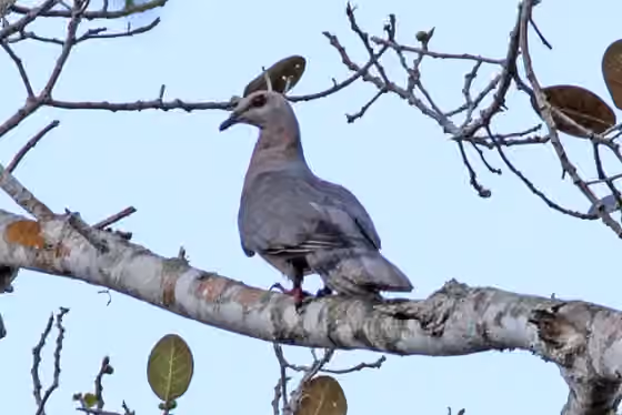 Dokumentasi Patagioenas caribaea