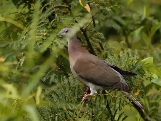 Dokumentasi Patagioenas cayennensis