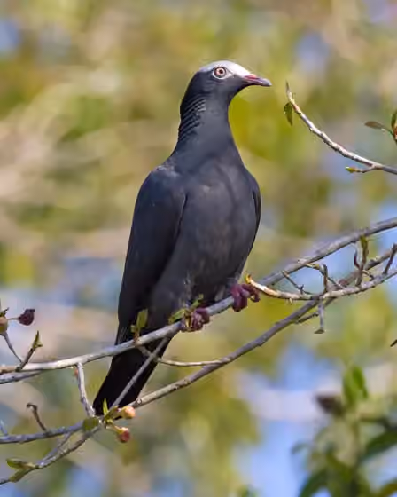 Dokumentasi Patagioenas leucocephala