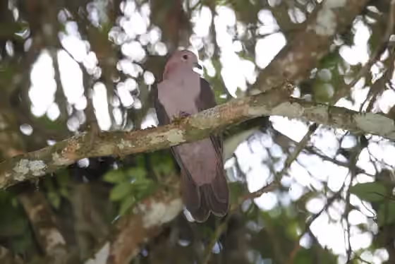 Dokumentasi Patagioenas nigrirostris