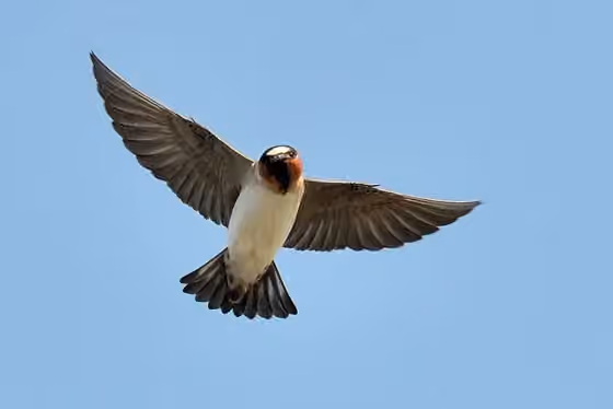 Dokumentasi Petrochelidon pyrrhonota