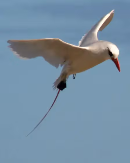 Dokumentasi Phaethon rubricauda