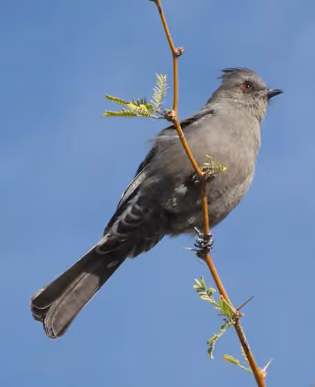 Dokumentasi Phainopepla nitens