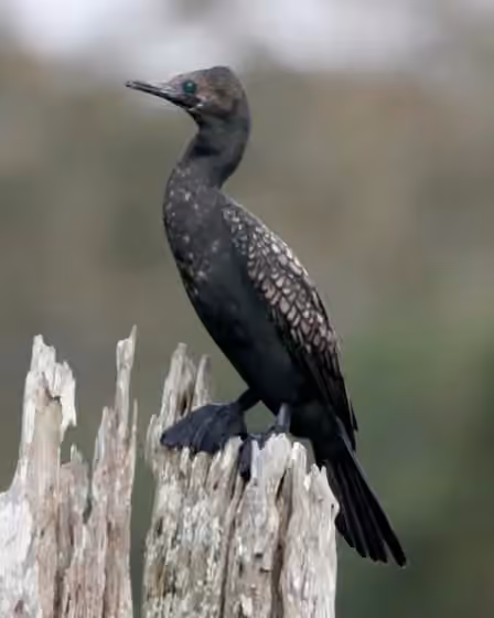 Dokumentasi Phalacrocorax fuscicollis