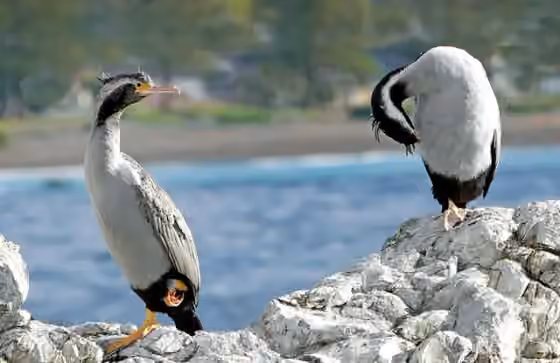 Dokumentasi Phalacrocorax punctatus