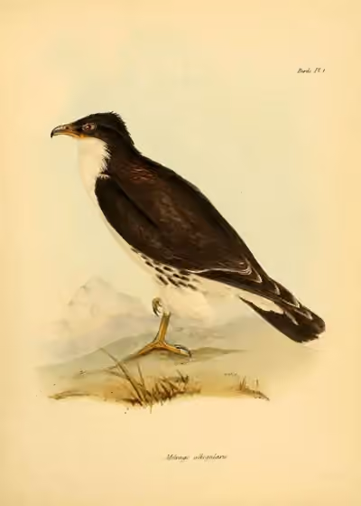 Ilustrasi Phalcoboenus albogularis