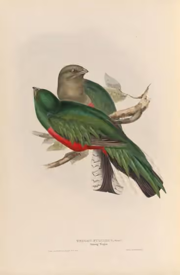 Ilustrasi Pharomachrus fulgidus