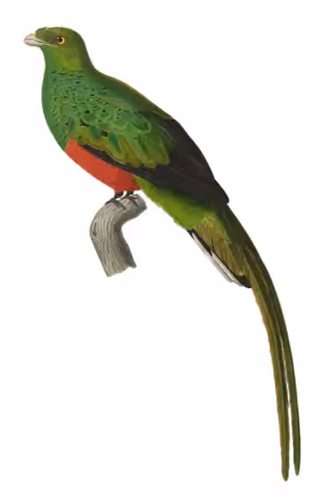 Ilustrasi Pharomachrus pavoninus