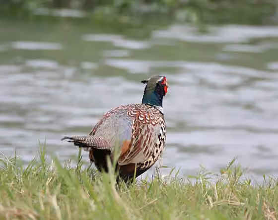Dokumentasi Phasianus colchicus