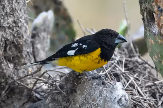 Dokumentasi Pheucticus aureoventris