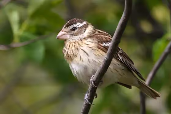 Dokumentasi Pheucticus ludovicianus