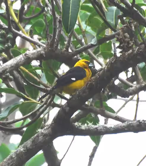 Dokumentasi Pheucticus tibialis