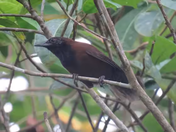 Dokumentasi Pheugopedius atrogularis