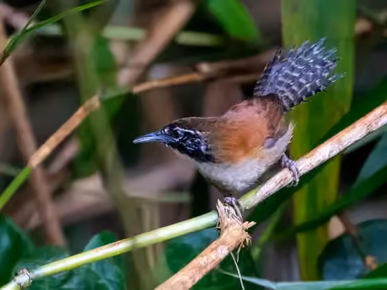 Dokumentasi Pheugopedius coraya