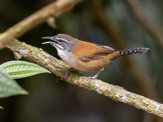Dokumentasi Pheugopedius genibarbis