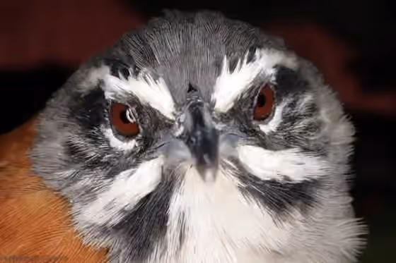 Dokumentasi Pheugopedius mystacalis