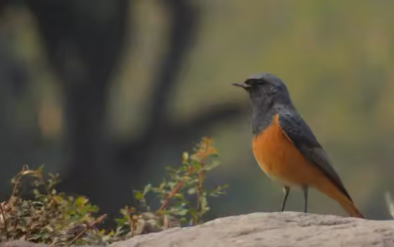 Dokumentasi Phoenicurus ochruros
