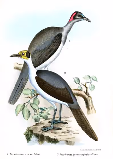 Ilustrasi Picathartes oreas pada burung nomor 1 di atas, bersama Picathartes gymnocephalus di bawah.